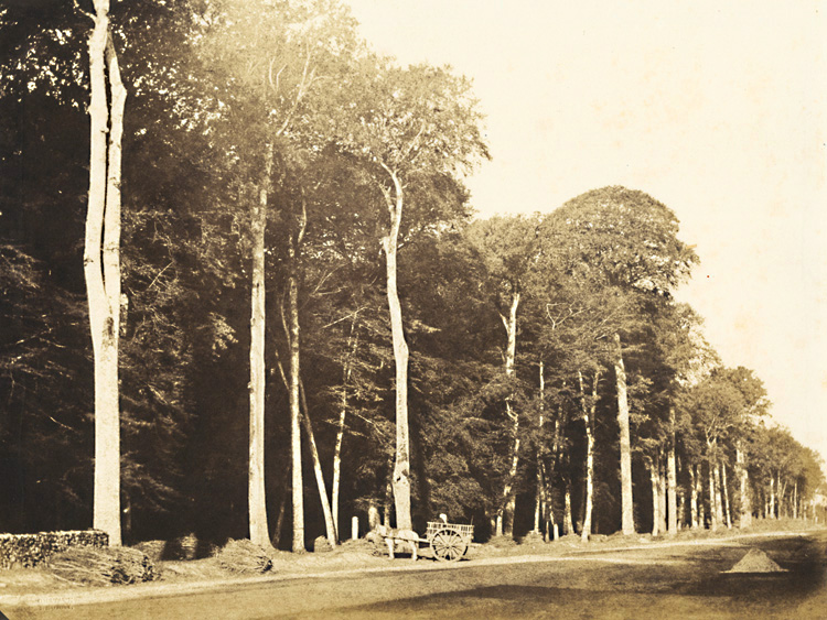 Gustave Le Gray - Horse and Cart, Forest of Fontainebleau
