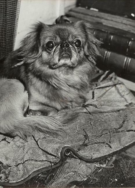 Brassai (Gyula Halasz) - A Pekinese