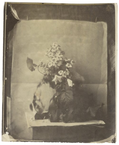 Charles Negre (Circle of ) - Early Still Life of Flowers