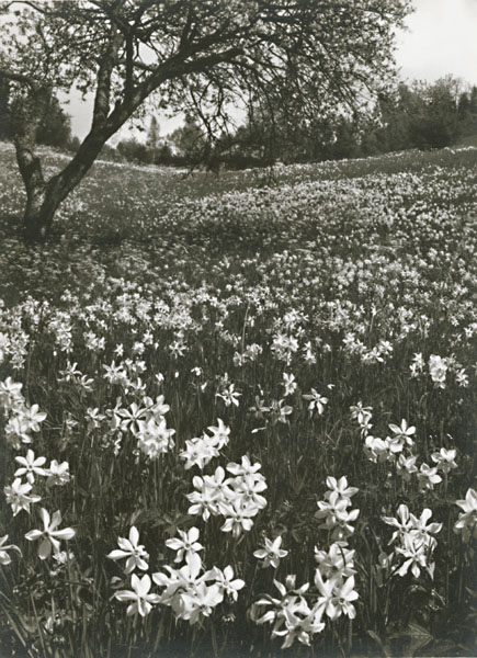 Indecipherable - Field of Narcissus