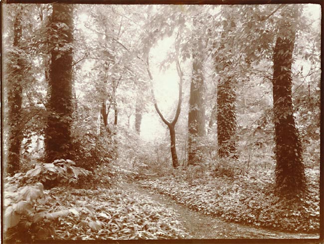 Leonard Misonne - A Leafy Path