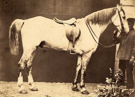 Ghemar & Severin - D'apres Nature (White Horse), Anvers