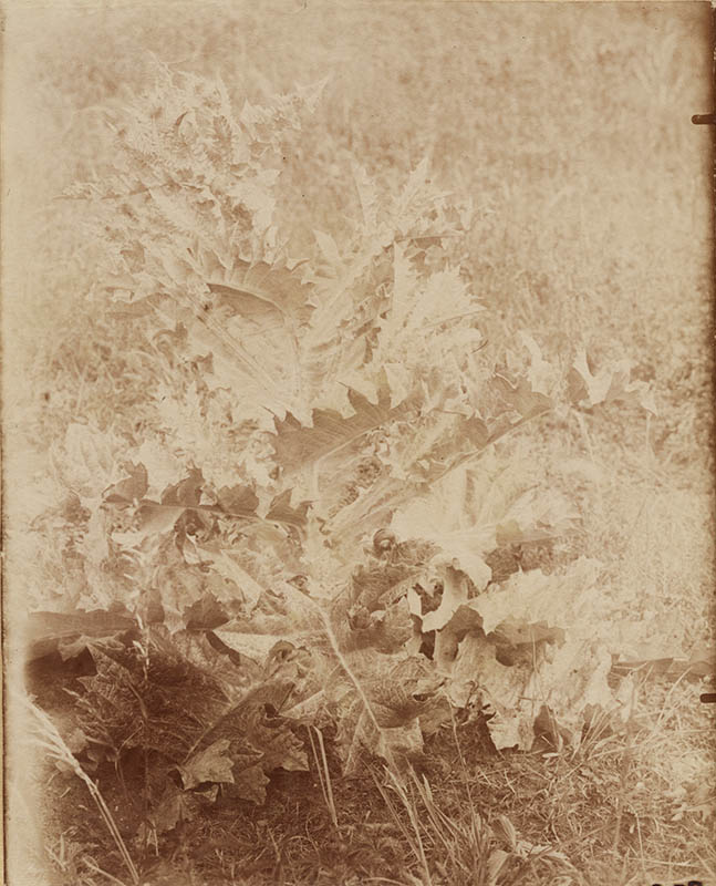 Jean-Eugene-Auguste Atget - Chardon de Jardin (Gardin Thistle)