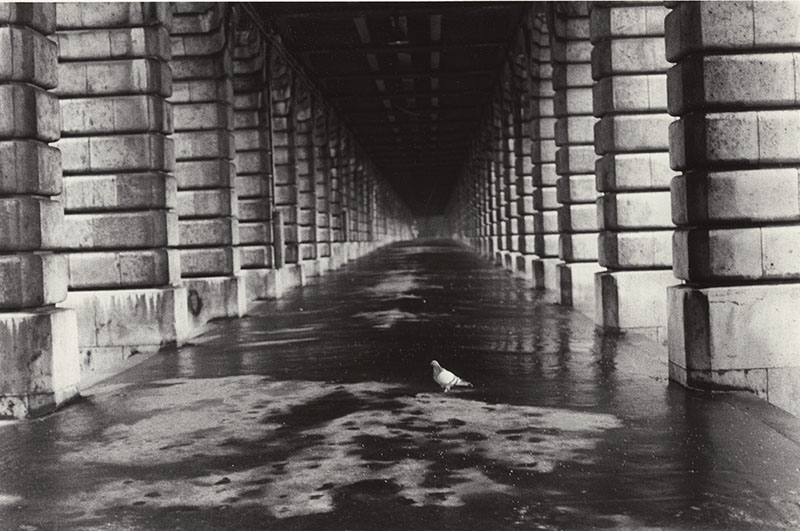 Edouard Boubat - Pigeon, Paris