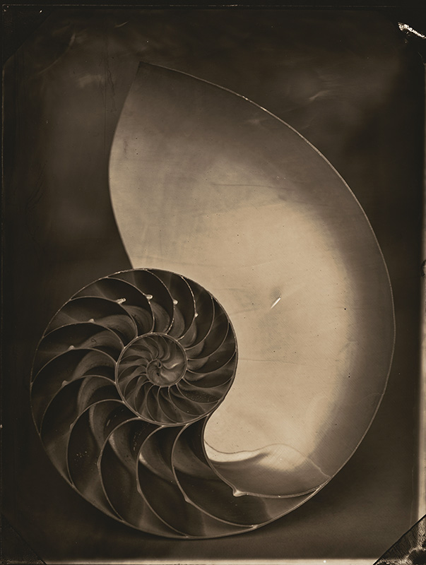 Tom Baril - Nautilus