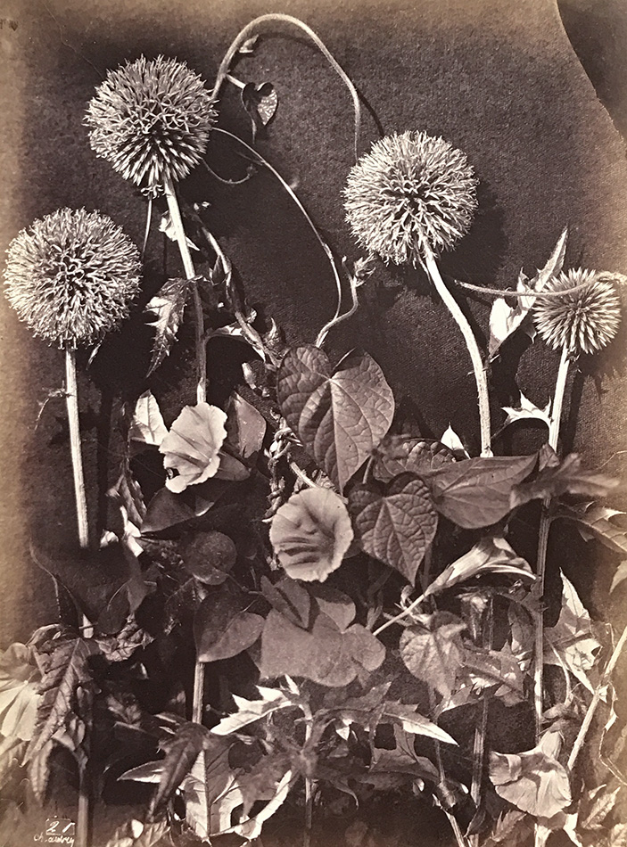 Charles Hippolyte Aubry - Morning Glory and Thistles