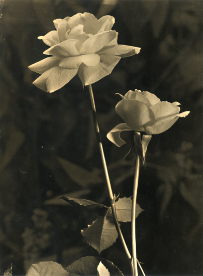 Pierre Auradon - Roses