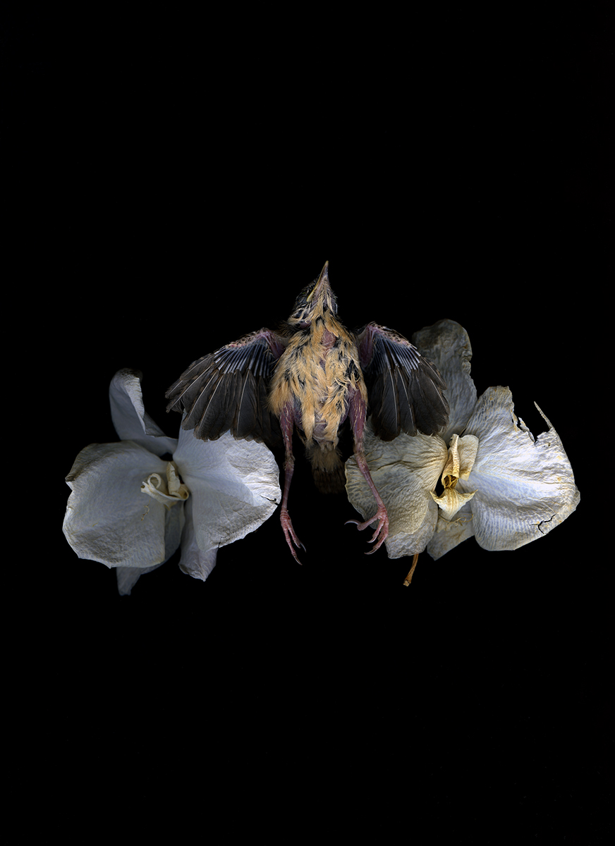Thomas John Shillea - Bird and Flowers: Flemish Style