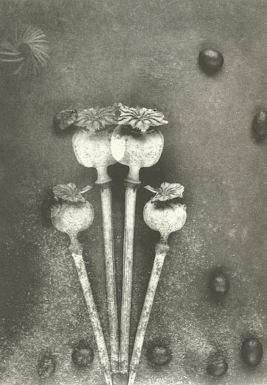 Ludek Vojtechovsky - Untitled (Poppy Heads)