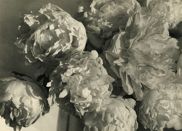Pierre Auradon - Peonies