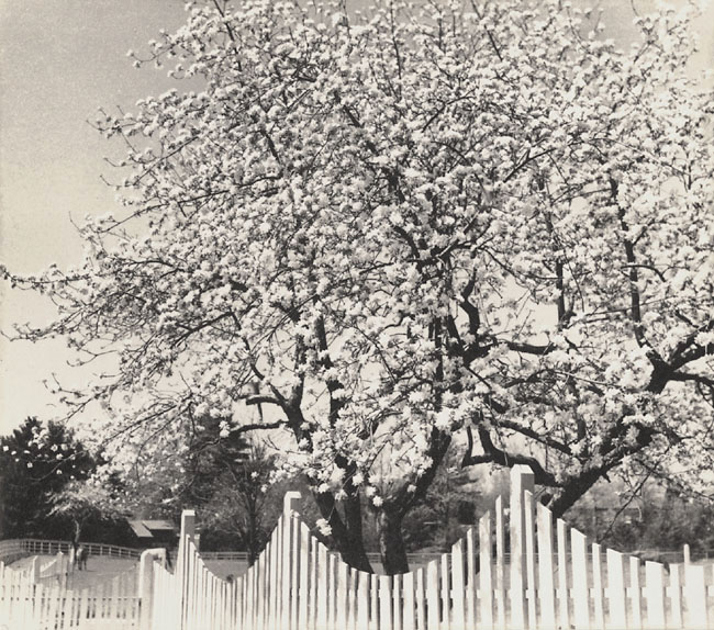 Dorothy Norman - Apple Blossoms, Woodstock, NY
